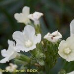 Anchusa ochroleuca Flower