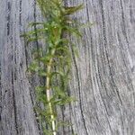 Elodea nuttallii Hoja