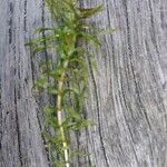 Elodea nuttallii Hostoa