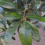 Quercus virginiana 叶