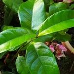 Strophanthus gratus Hoja