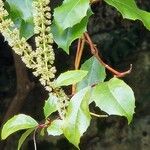 Itea ilicifolia Кветка