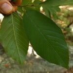 Frangula caroliniana Leaf