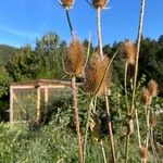 Dipsacus sativusFleur