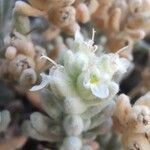 Teucrium gnaphalodes Flower