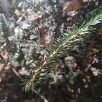 Abies cephalonica Folha