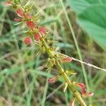 Indigofera hirsuta Λουλούδι