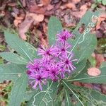 Vernonia baldwinii Цвят