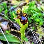 Ophrys speculum Flower