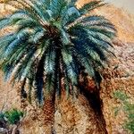 Phoenix canariensis Folha