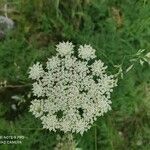 Chaerophyllum villarsii Floare