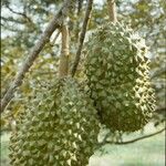 Durio zibethinus Fruit