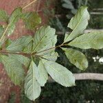 Terminalia ivorensis Yaprak