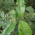 Psychotria solfiana Yaprak