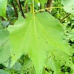 Triumfetta cordifolia Leaf