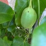 Aristolochia sempervirens Vrucht