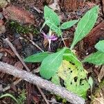 Prenanthes purpureaKukka