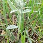 Stachys cretica Blad