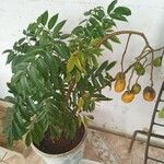 Spondias mombin Frukto