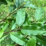 Lafoensia punicifolia Hoja