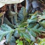 Geum canadense Leaf