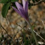Colchicum corsicum 花