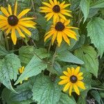 Rudbeckia fulgida Frunză