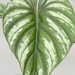 Philodendron mamei পাতা