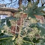 Fatsia japonica Leaf