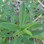 Trifolium rubens Habit