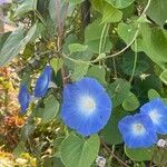 Ipomoea hederacea花