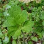 Ranunculus velutinus Leaf