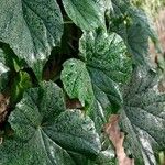 Begonia formosana Leaf