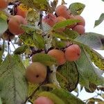 Diospyros virginiana Fruit