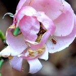 Rosa abietina മറ്റ്