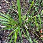 Iris foetidissima Leaf