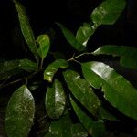 Calophyllum brasiliense Blatt