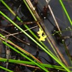 Utricularia trichophylla Žiedas