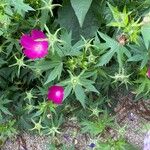 Callirhoe bushii Blüte