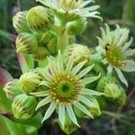 Sempervivum grandiflorum Flors