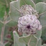 Helianthus mollis Fruit