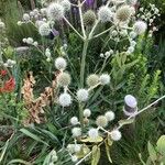 Eryngium yuccifolium Blatt