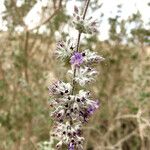 Hyptis emoryi Flower