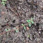 Euphorbia prostrata Leaf