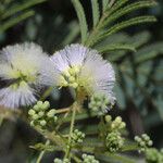 Acacia angustissima Floare