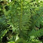 Polystichum acrostichoides ഇല