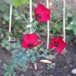 Linum grandiflorumFlor