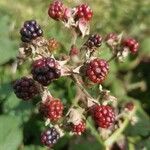 Rubus elegantispinosus Frukto