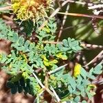 Prosopis strombulifera Hostoa