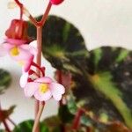 Begonia cleopatrae Leaf